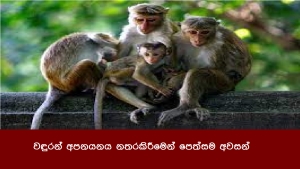 වඳුරන් අපනයනය නතරකිරීමෙන් පෙත්සම අවසන්