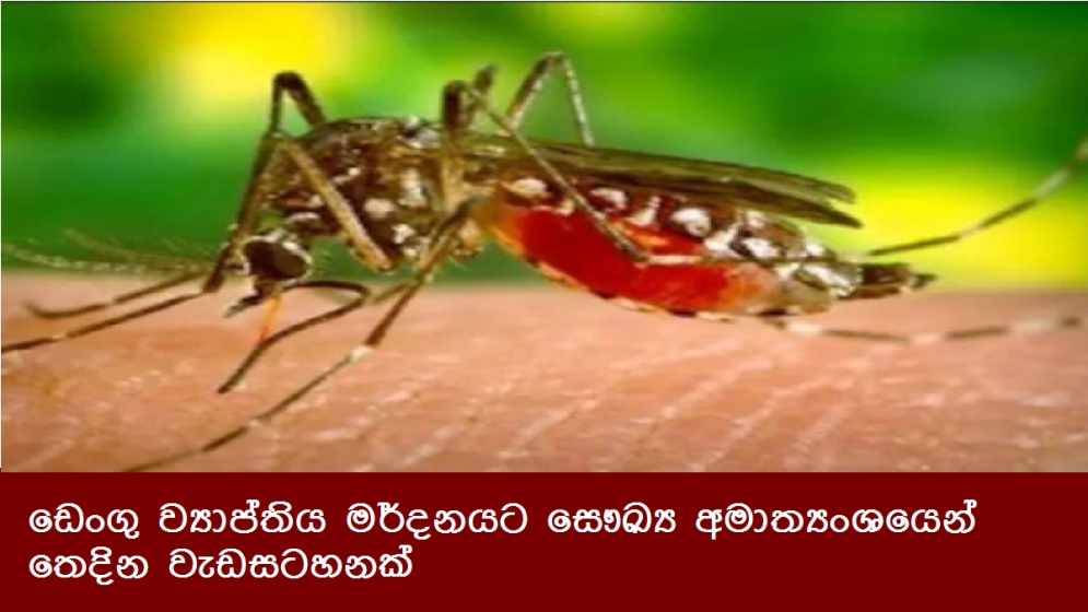 ඩෙංගු ව්‍යාප්තිය මර්දනයට සෞඛ්‍ය අමාත්‍යංශයෙන් තෙදින වැඩසටහනක්