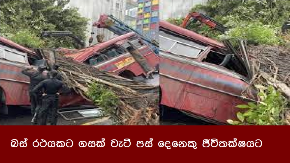 බස් රථයකට ගසක් වැටී පස් දෙනෙකු ජීවිතක්ෂයට