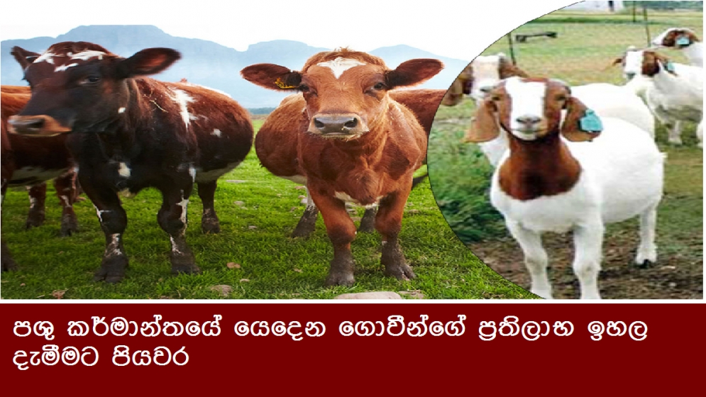 පශු කර්මාන්තයේ යෙදෙන ගොවීන්ගේ ප්‍රතිලාභ ඉහල දැමීමට පියවර