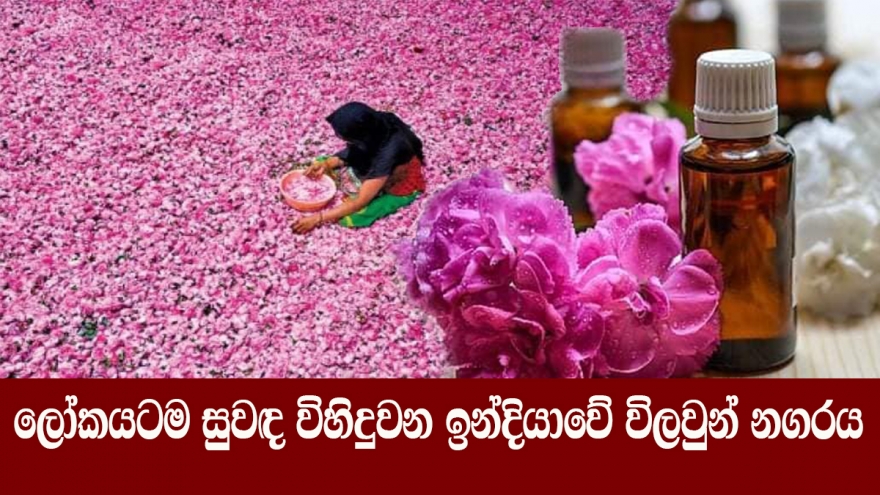 ලෝකයටම සුවඳ විහිදුවන ඉන්දියාවේ විලවුන් නගරය