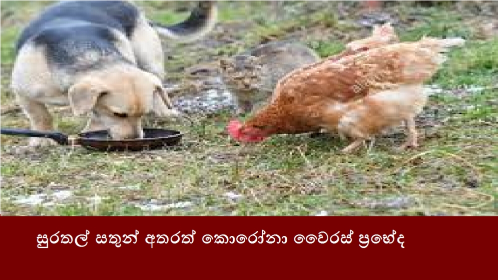 සුරතල් සතුන් අතරත් කොරෝනා වෛරස් ප්‍රභේද