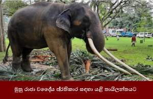 මුතු රාජා වෛද්‍ය ප්‍රතිකාර සඳහා යළි තායිලන්තයට