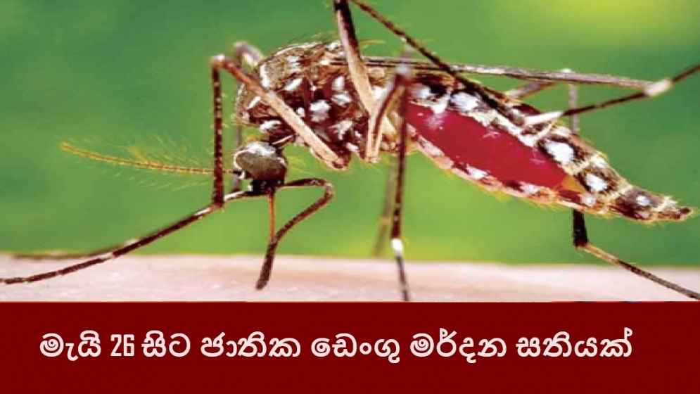 මැයි 26 සිට ජාතික ඩෙංගු මර්දන සතියක්