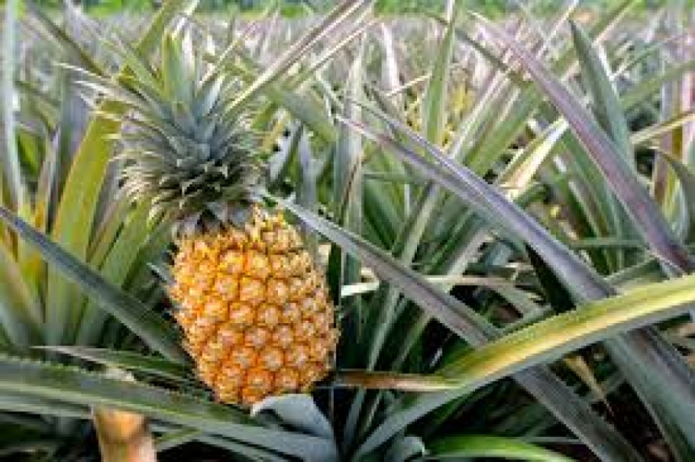 ශ්‍රි ලංකාවේ අන්නාසි Sri Lanka Pineapple වෙළඳ නාමයෙන් විදේශ වෙළදපලට