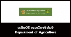 උඩරට එළවළු මිල ගණන් ඉහළ යාම ජුලි මාසයේ දී යථා තත්ත්වයට - කෘෂිකර්ම දෙපාර්තමේන්තුව