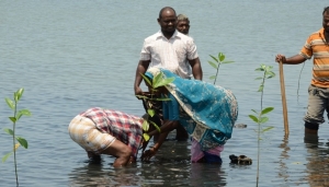 කල්පිටිය මුුහුදු තීරයේ කඩොලාන වගා කිරීමේ විශේෂ ව්‍යාපෘතියක්