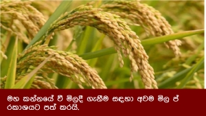 මහ කන්නයේ වී මිලදී ගැනීම සඳහා අවම මිල ප්‍රකාශයට පත් කරයි.